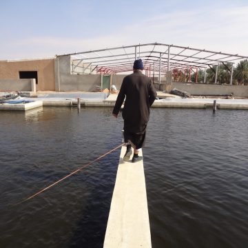 Holland Aqua Saudi Arabia fish farm tilapia