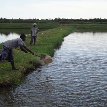 Africa Kenya fish farming feed