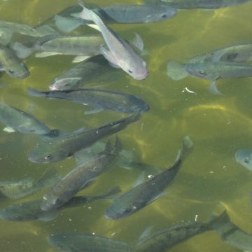 Research Kenya fish farming methods