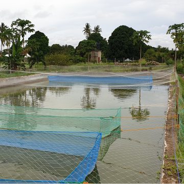 Holland Aqua Tanzania FisHub fish farm